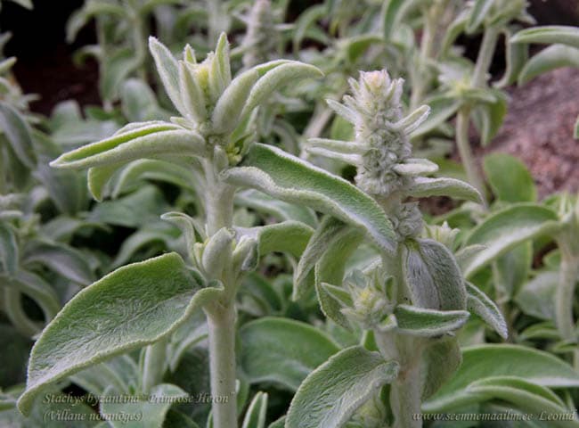 Stachys lanata